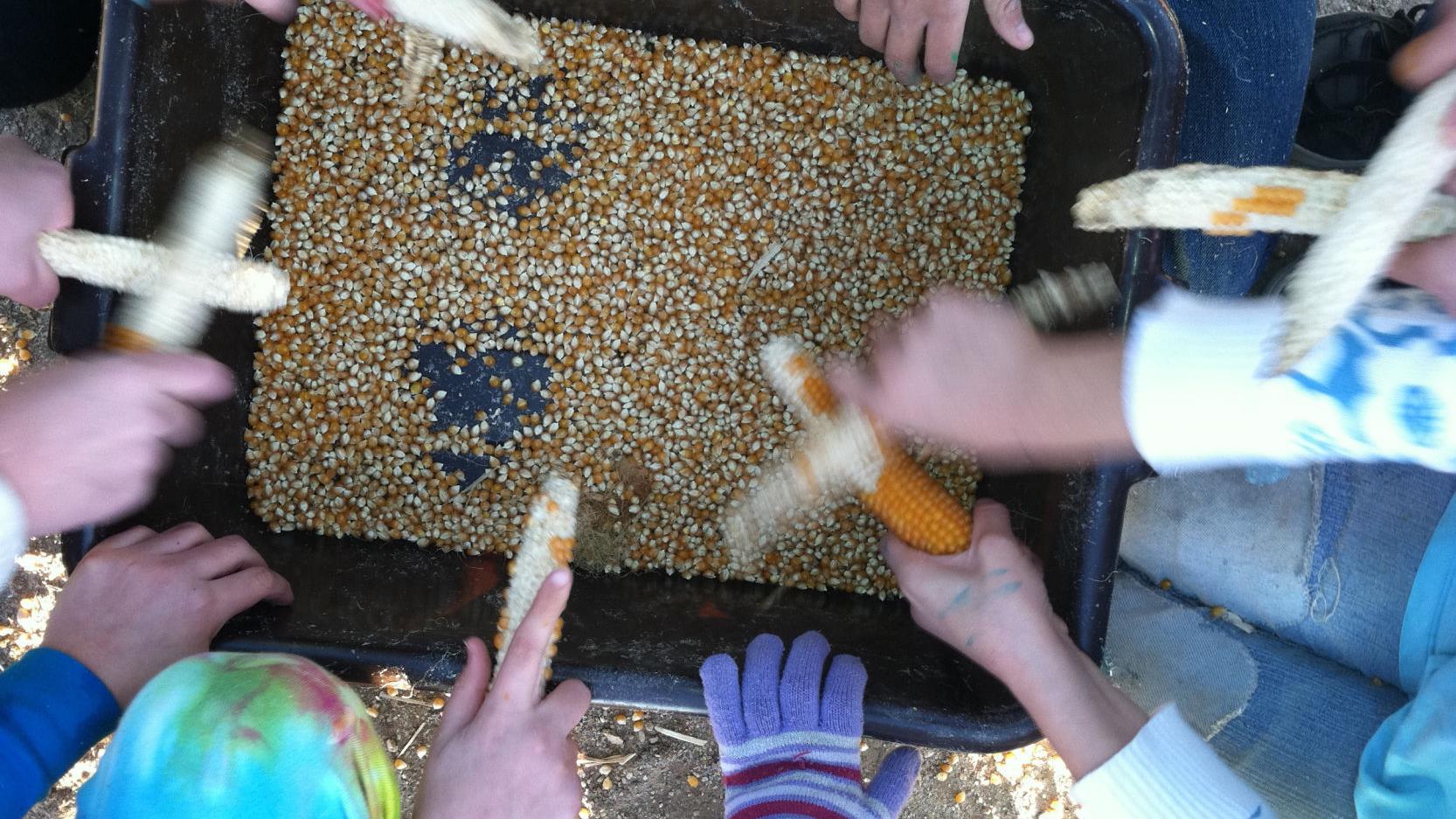 Tasty teachings: Youths learn about healthier eating by growing popcorn